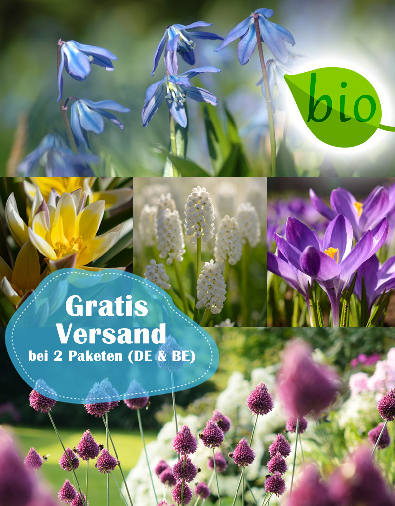 Mischung  250 Biologische Zwiebeln Paket