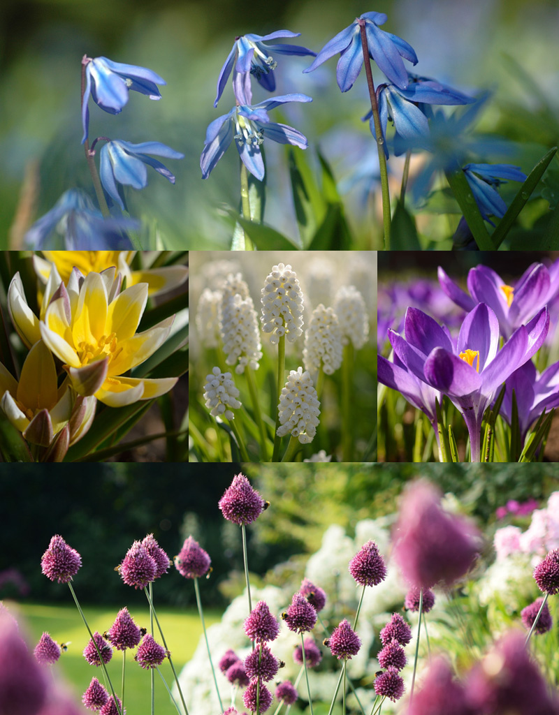 Mischung  250 Biologische Zwiebeln Paket