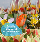 Mischung  250 Botanische Tulpen Paket