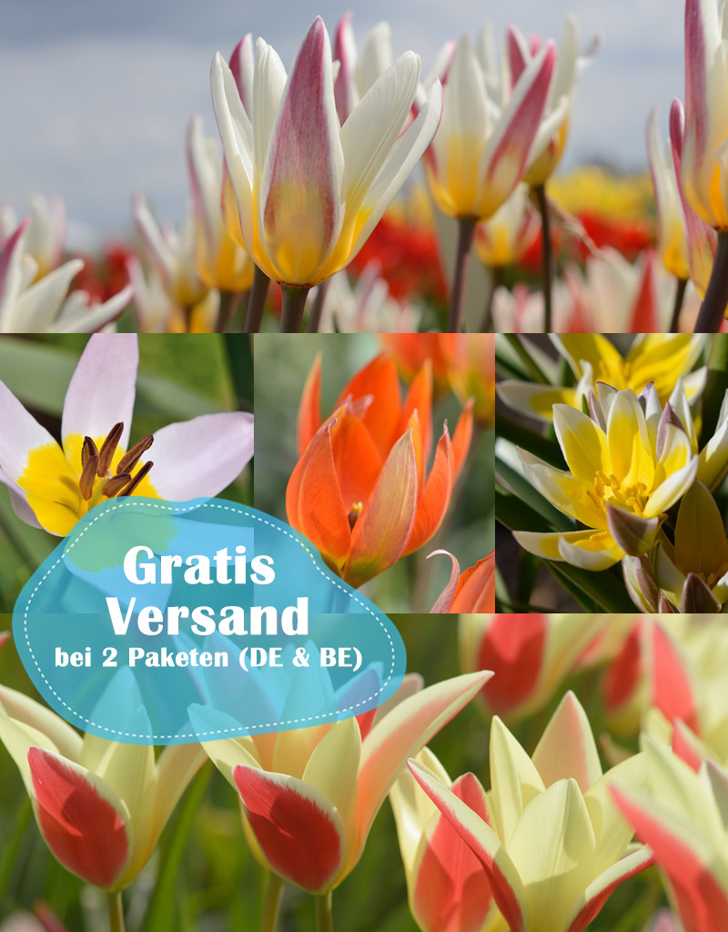 Mischung  250 Botanische Tulpen Paket