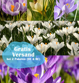 Mischung  777 Krokus Hocus Pocus Paket