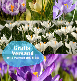Mischung  777 Krokus Hocus Pocus Paket