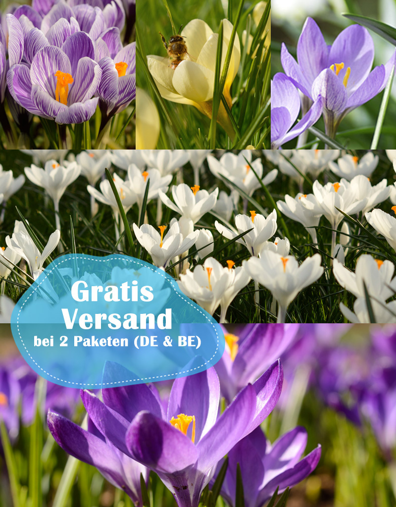 Mischung  777 Krokus Hocus Pocus Paket