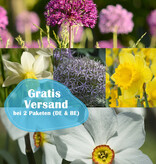 Mischung  210 Narzissen und Zierlauche Paket