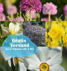 Mischung  210 Narzissen und Zierlauche Paket