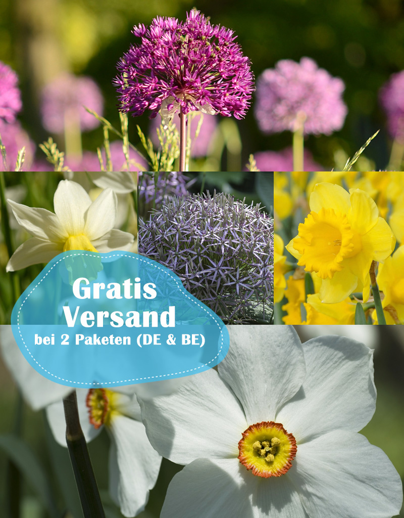 Mischung  210 Narzissen und Zierlauche Paket