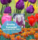 Mischung  250 Tulpen Paket
