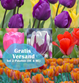 Mischung  250 Tulpen Paket