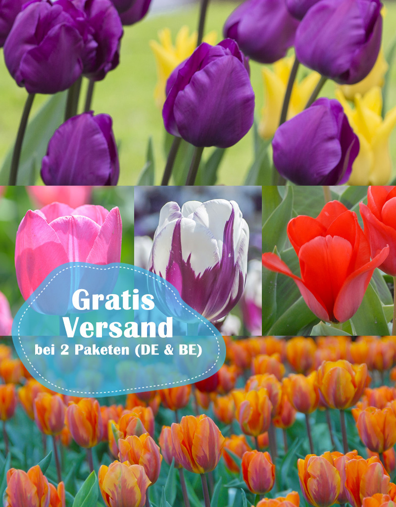 Mischung  250 Tulpen Paket