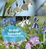 Mischung  500 Zwiebeln zum Verwildern Paket