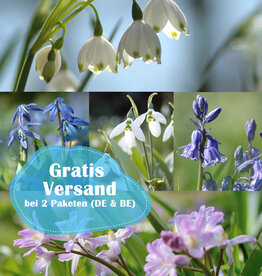 Mischung  500 Zwiebeln zum Verwildern Paket