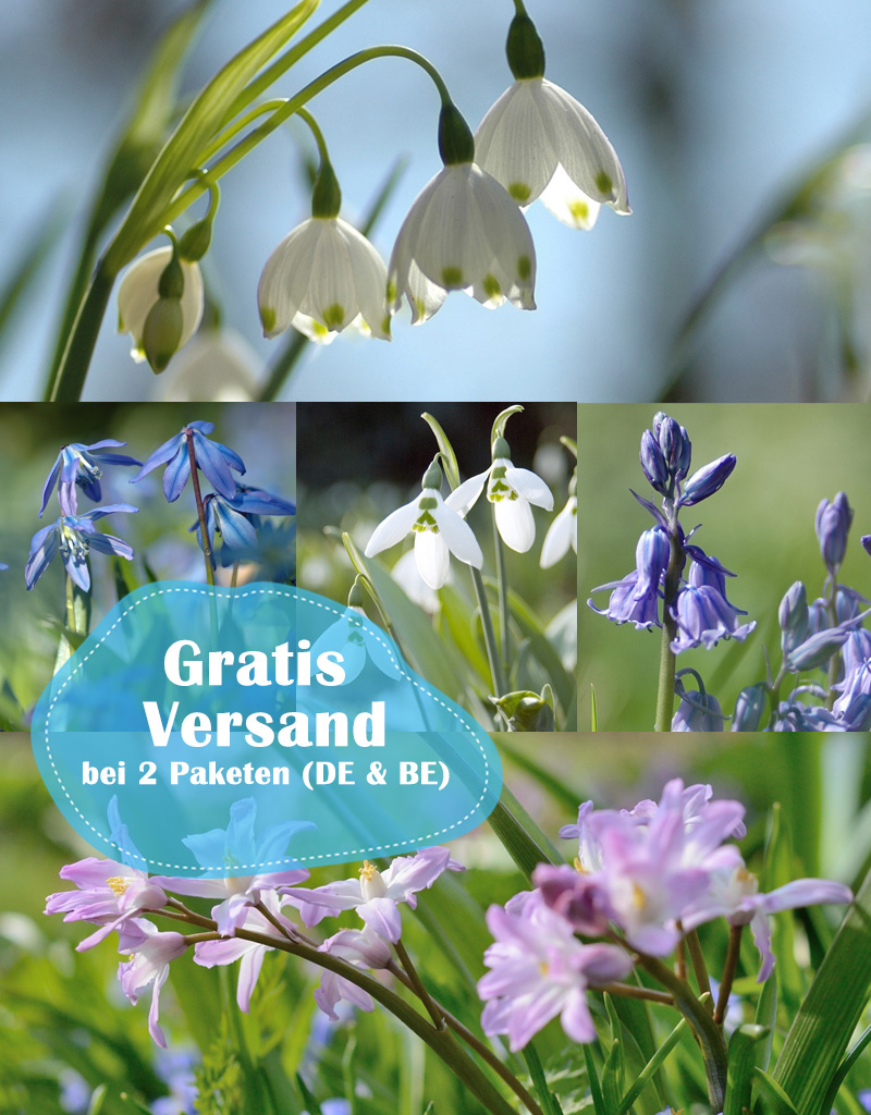 Mischung  500 Zwiebeln zum Verwildern Paket