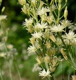 Prärielilie  Camassia leichtlinii 'Semiplena' (Prärielilie) - ANGEBOT