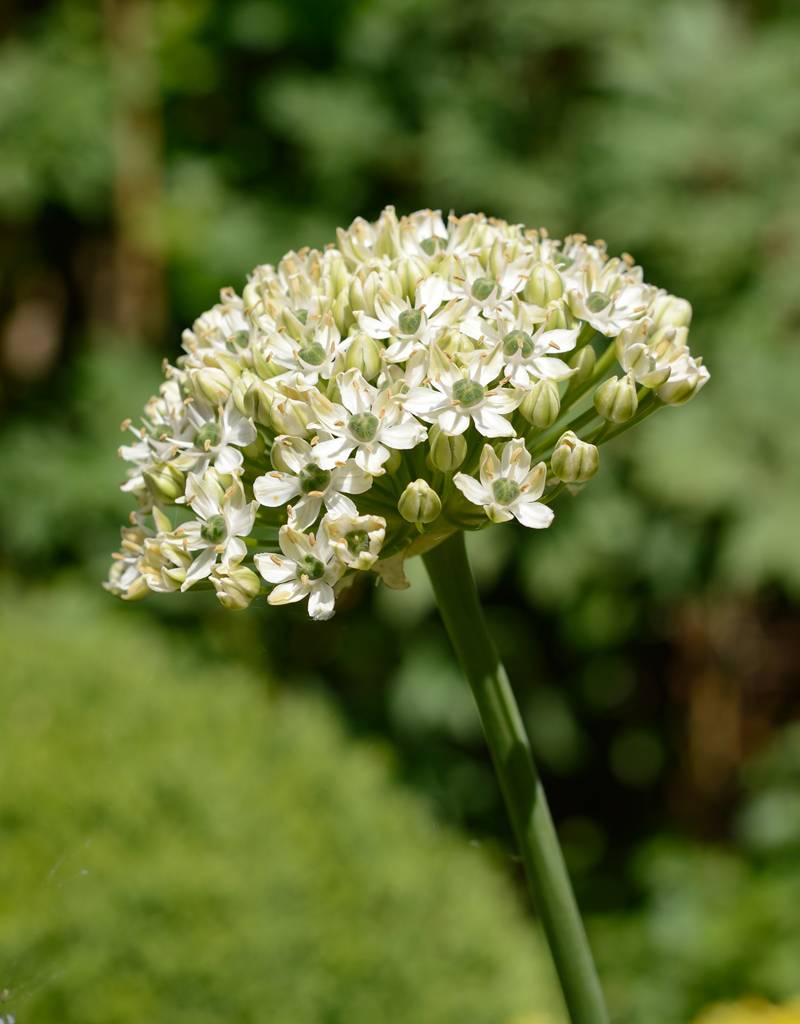 Lauch  Allium nigrum (Schwarz-Lauch) - ANGEBOT