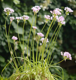 Lauch  Allium unifolium (Einblättriger Lauch) - ANGEBOT