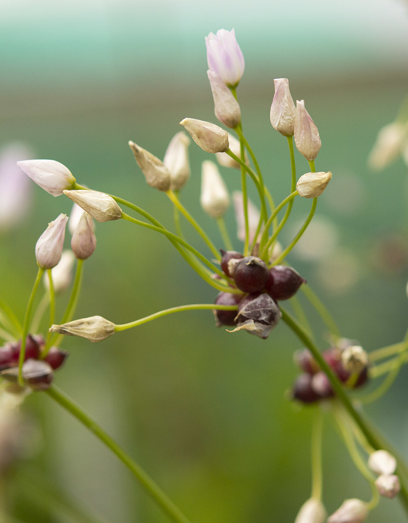 Lauch  Allium roseum (Rosen-Lauch) - ANGEBOT