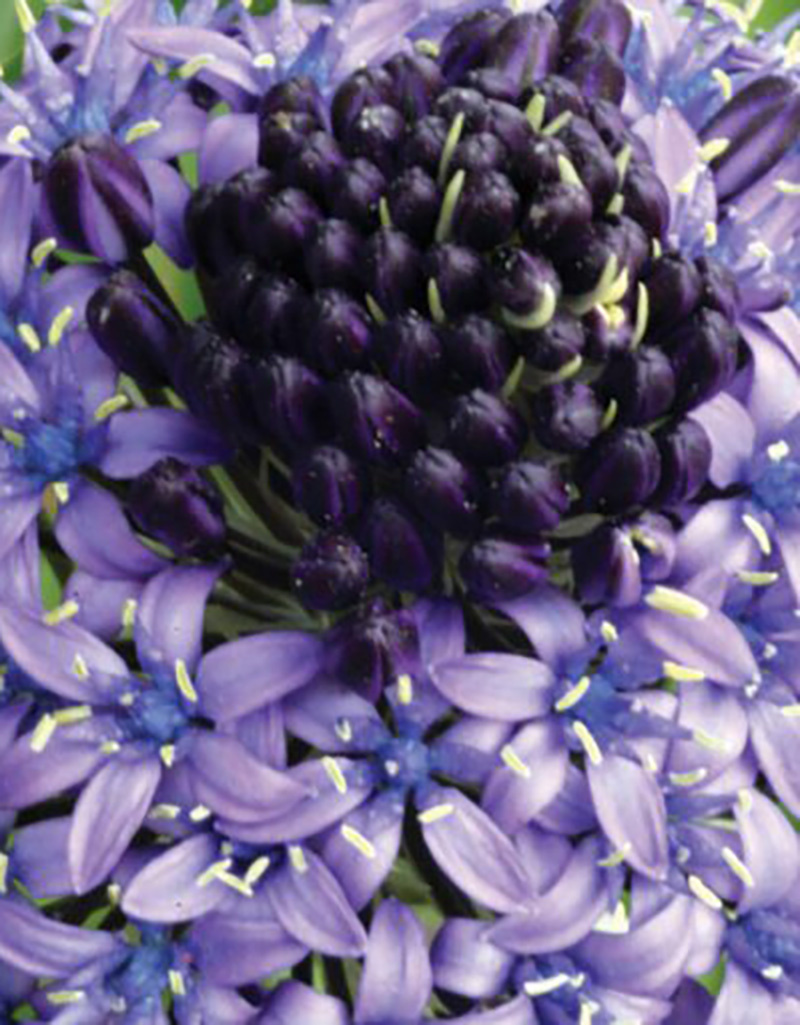 Blaustern Scilla peruviana - ANGEBOT