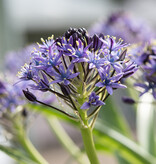 Blaustern Scilla peruviana - ANGEBOT
