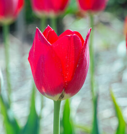 Tulpe  Tulipa aximensis - ANGEBOT