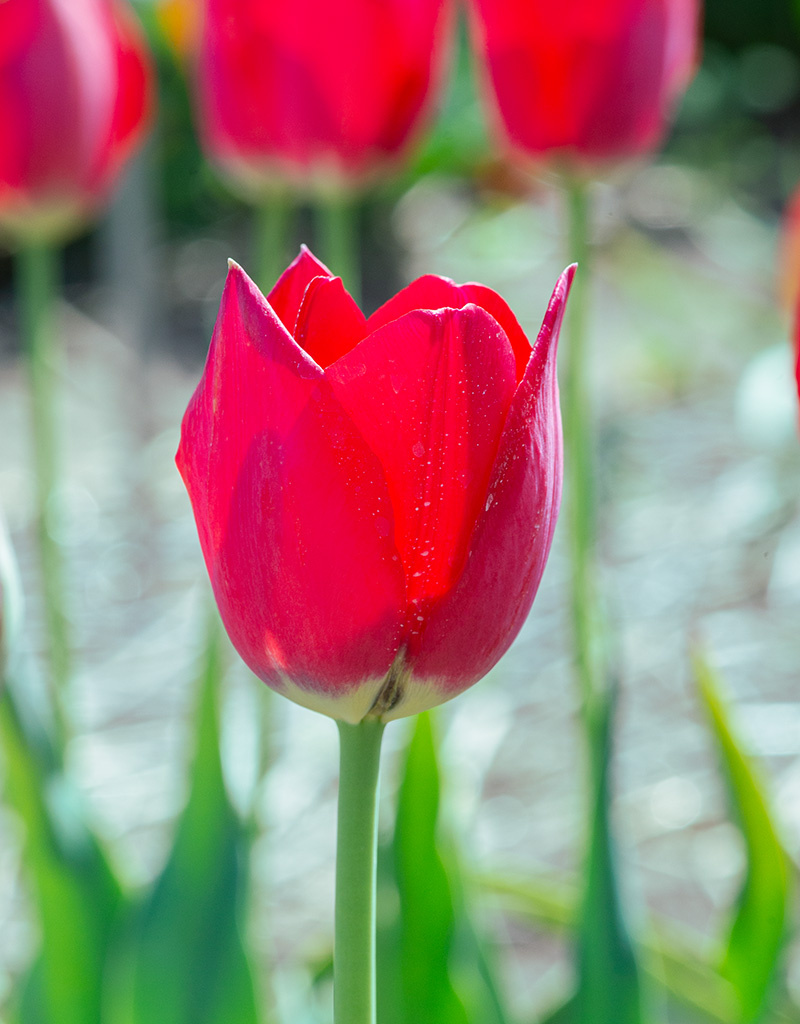 Tulpe  Tulipa aximensis (Alpen-Tulpe) - ANGEBOT