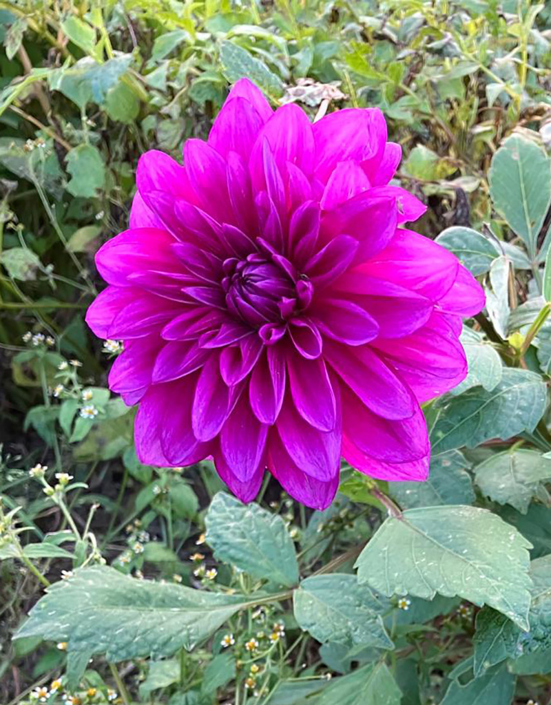 Dahlia  Dahlia 'Le Baron', BIO