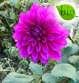 Dahlia  Dahlia 'Le Baron', BIO