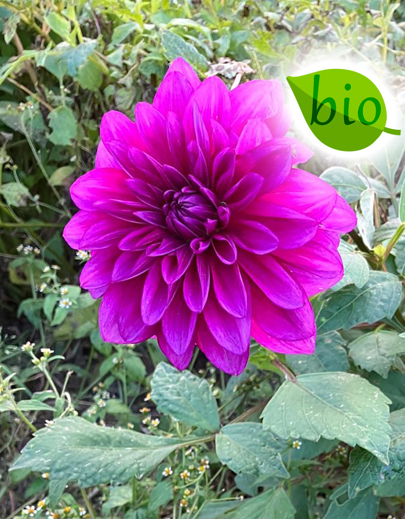 Dahlia  Dahlia 'Le Baron', BIO