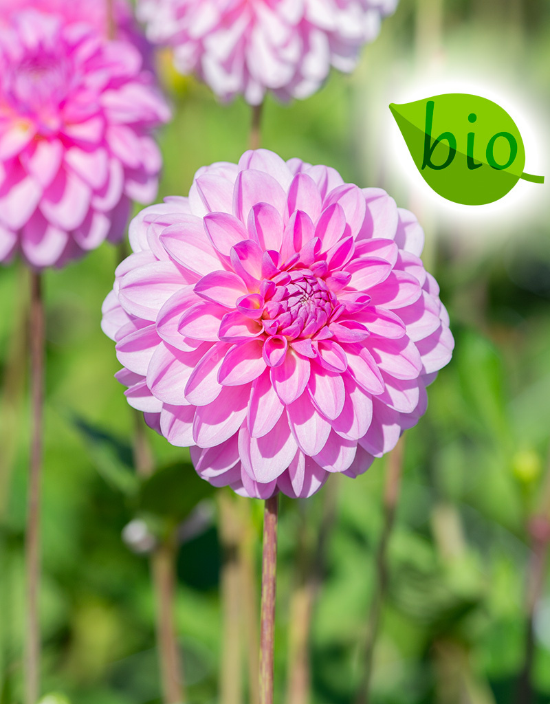 Dahlia  Dahlia 'Pink Pop', BIO