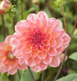 Dahlia  Dahlia 'Phyllis Farmer', BIO