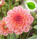 Dahlia  Dahlia 'Phyllis Farmer', BIO