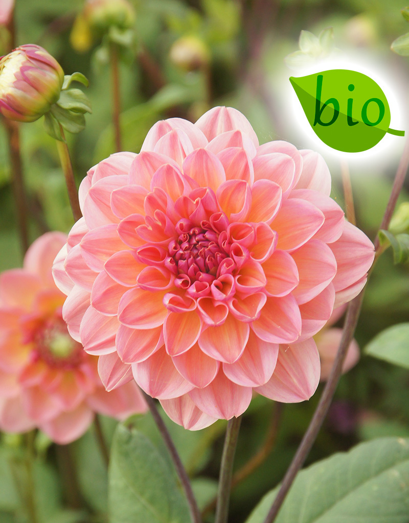 Dahlia  Dahlia 'Phyllis Farmer', BIO