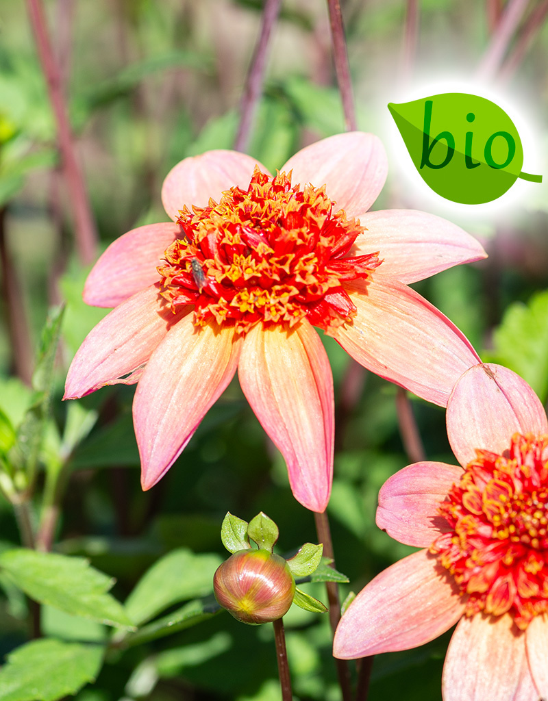 Dahlia  Dahlia 'Totally Tangerine', BIO