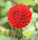 Dahlia  Dahlia 'Viking', BIO