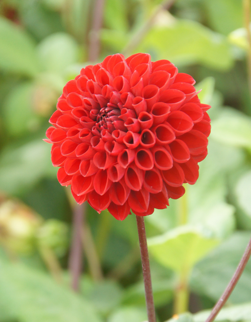 Dahlia  Dahlia 'Viking', BIO