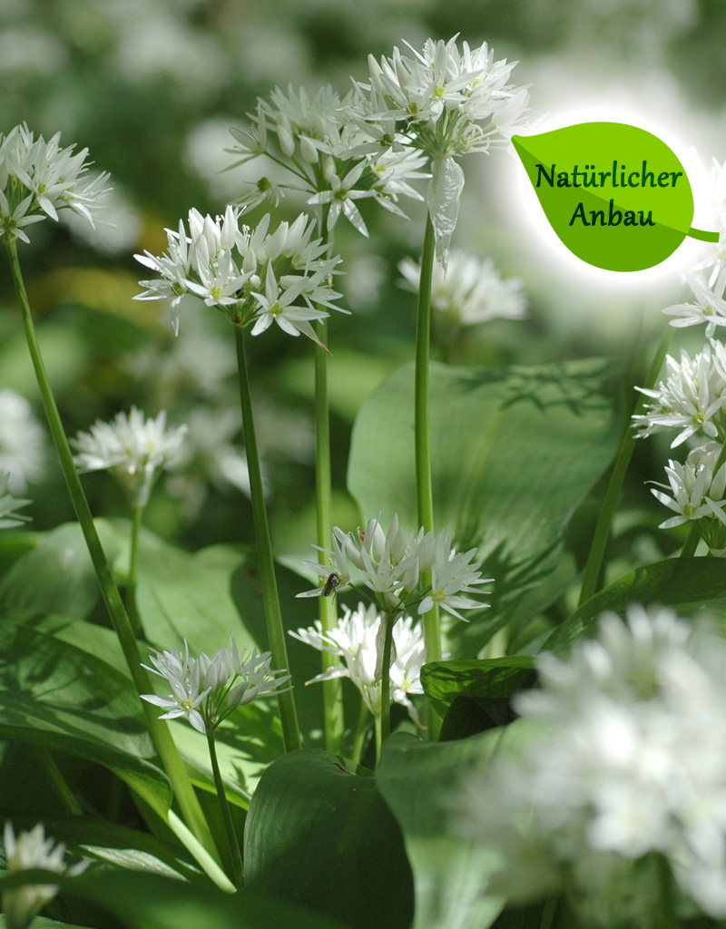 Lauch (Bärlauch)  Allium ursinum - natürlicher Anbau (Bärlauch) - Stinsenpflanze (Direktversand)