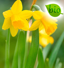 Narzisse  Narcissus 'Tête-à-Tête', BIO - Topf