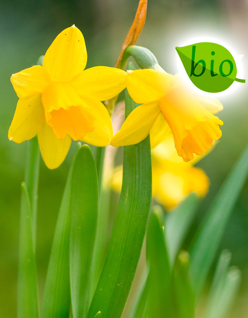 Narzisse  Narcissus 'Tête-à-Tête', BIO - Topf