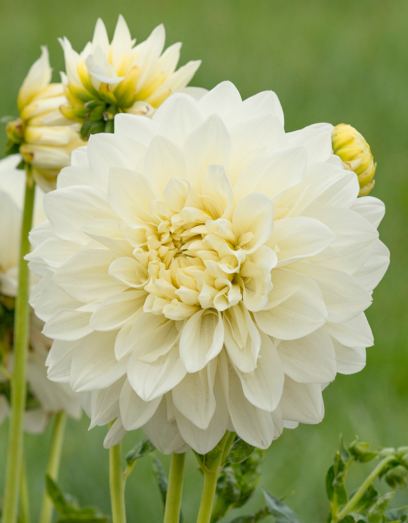 Dahlia  Dahlia 'White Perfection', BIO