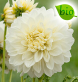 Dahlia  Dahlia 'White Perfection', BIO