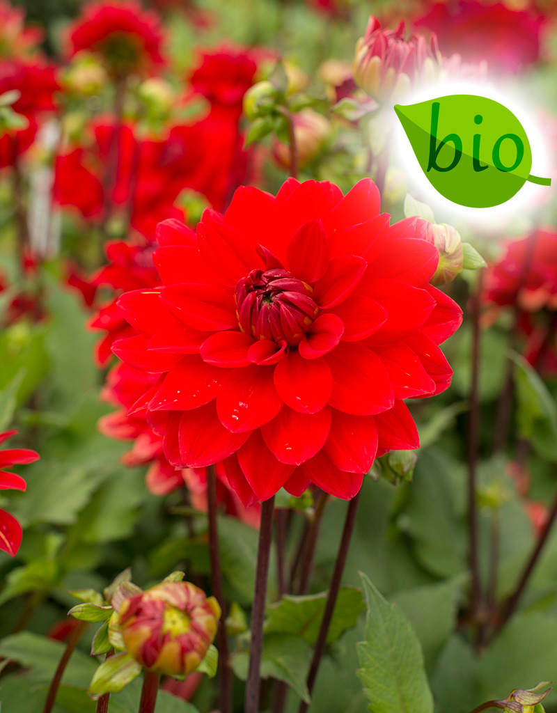 Dahlia  Dahlia 'Heatwave', BIO