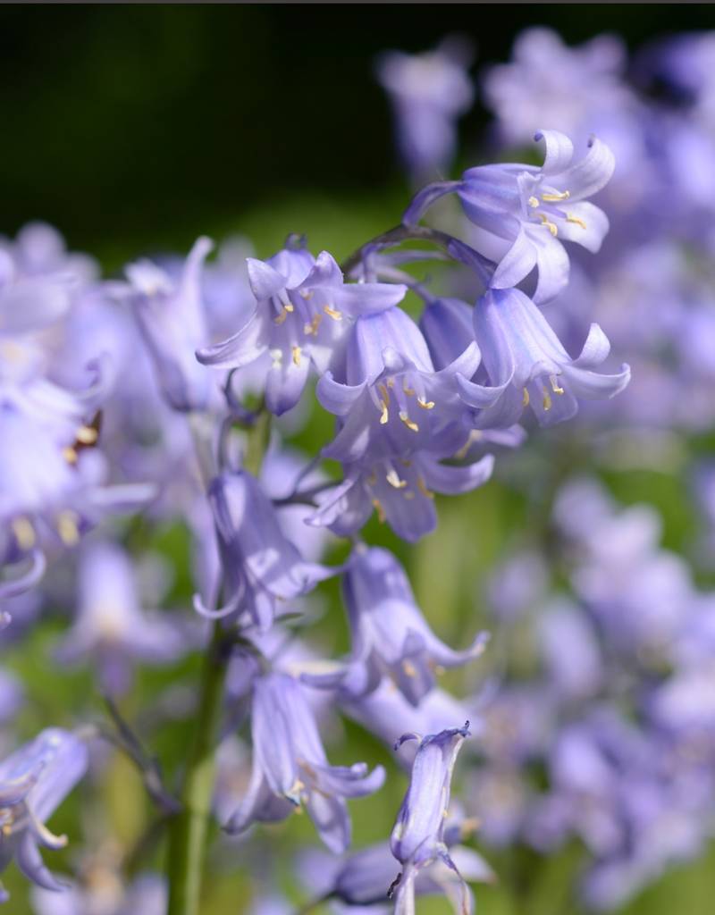 Hasenglöckchen (Spanisches)  Hyacinthoides hispanica, blau, rosa, weiss (mix) - 100 Stück für 4m2