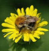 Gämswurz  Doronicum pardalianches - Stinsenpflanze - Topf