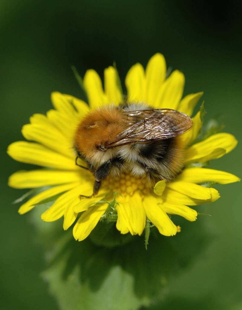 Gämswurz  Doronicum pardalianches - Stinsenpflanze - Topf