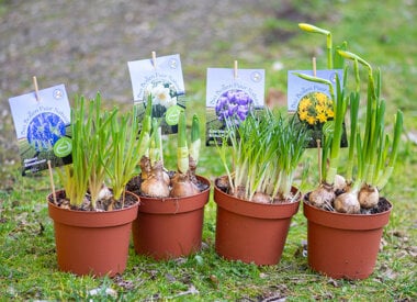 BIO-BLUMENZWIEBELN IM TOPF - Für LastMinute-Farbe!
