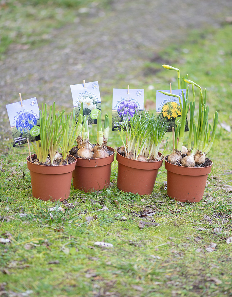 Traubenhyazinthe  Muscari armeniacum (Armenische Traubenhyazinthe), BIO - Topf