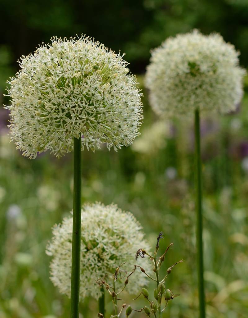 Zierlauch  Allium 'Mount Everest' ('Mount Everest' Lauch), BIO - Günstige XL-Packung