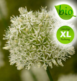 Zierlauch  Allium 'Mount Everest' ('Mount Everest' Lauch), BIO - Günstige XL-Packung