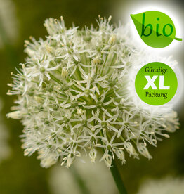 Zierlauch  Allium 'Mount Everest', BIO - Günstige XL-Packung