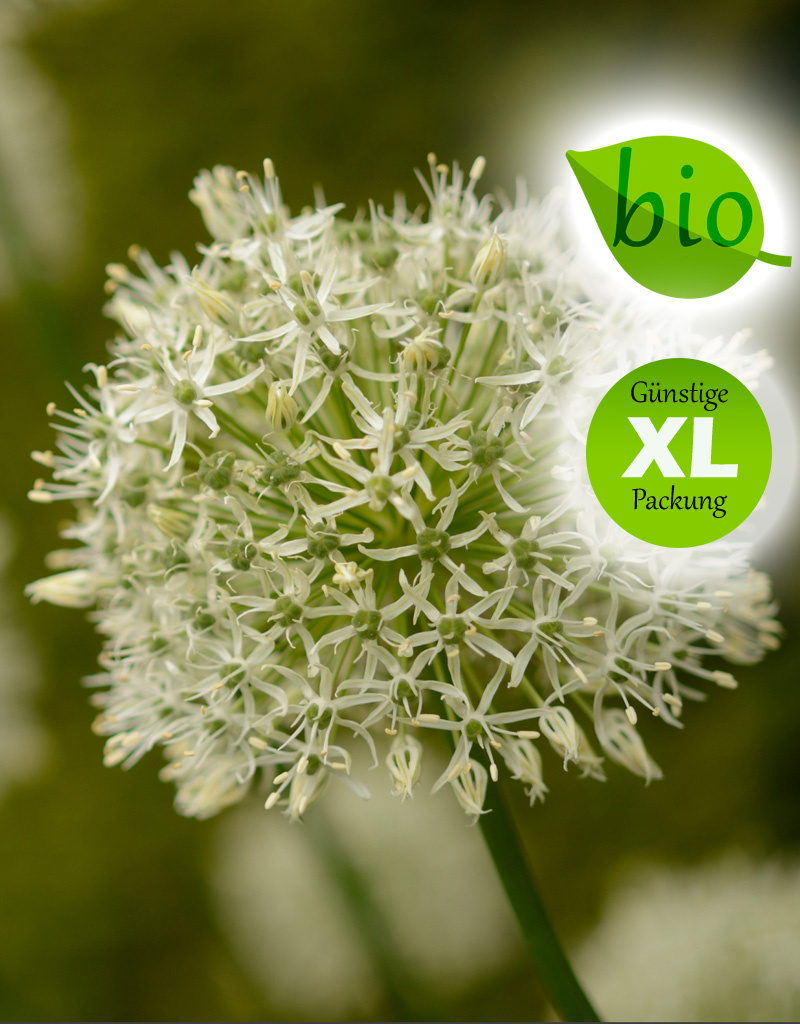 Zierlauch  Allium 'Mount Everest' ('Mount Everest' Lauch), BIO - Günstige XL-Packung