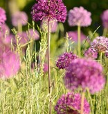Zierlauch  Allium 'Purple Sensation', BIO (Sternkugel-Lauch) - Günstige XL-Packung
